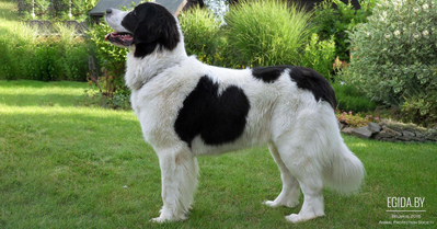 Каракачанская собака (Karakachan sheep-dog)