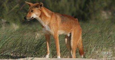 Динго (Australian native dog)
