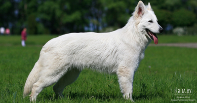 Белая швейцарская овчарка (White swiss shepherd)