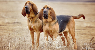 Бладхаунд (Bloodhound)