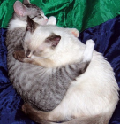 Лечение стоматита у кошек в домашних условиях форум