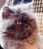 Лечение стоматита у кошек в домашних условиях форум thumbnail