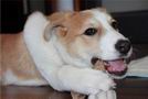 Лечение ушного клеща у собаки народными средствами форум